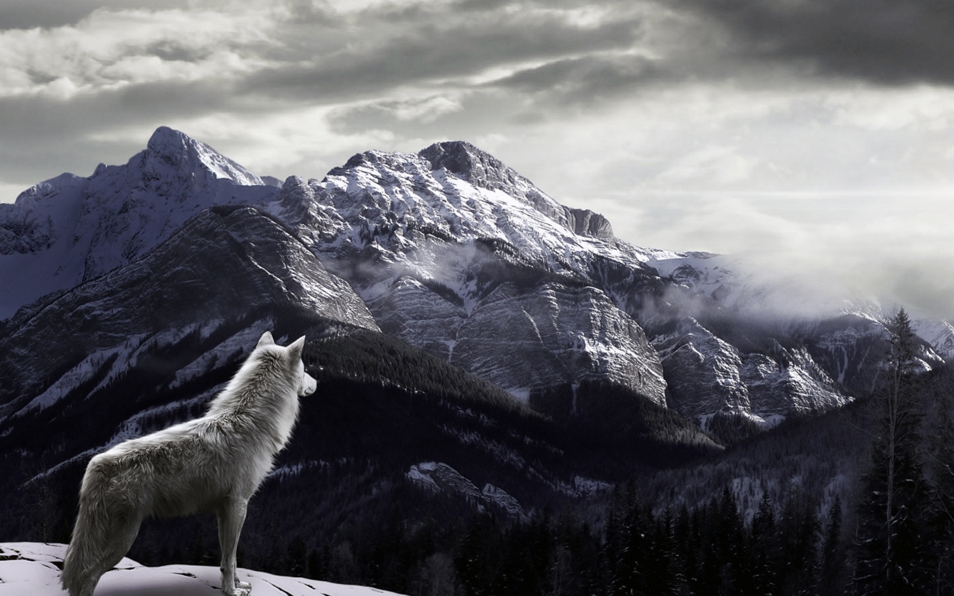 White Wolf In Mountains Wallpaper For Widescreen Desktop