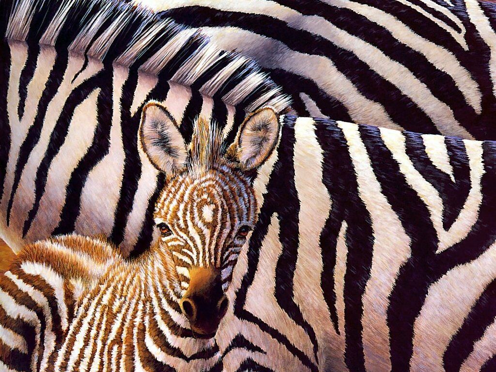 Baby Zebra Animals Wallpaper Image With