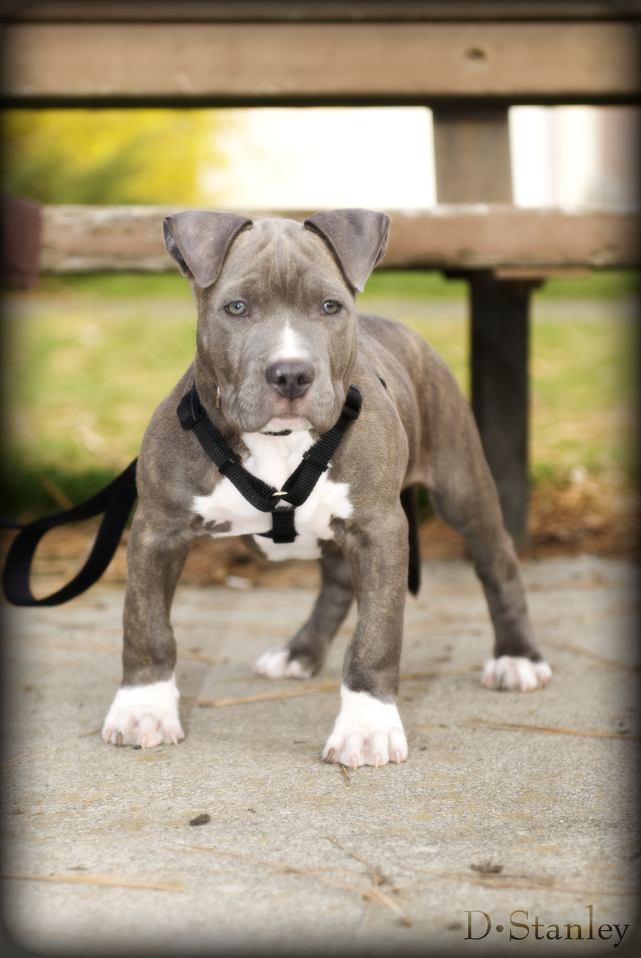 Blue Nose Pit Bull By Donstanley