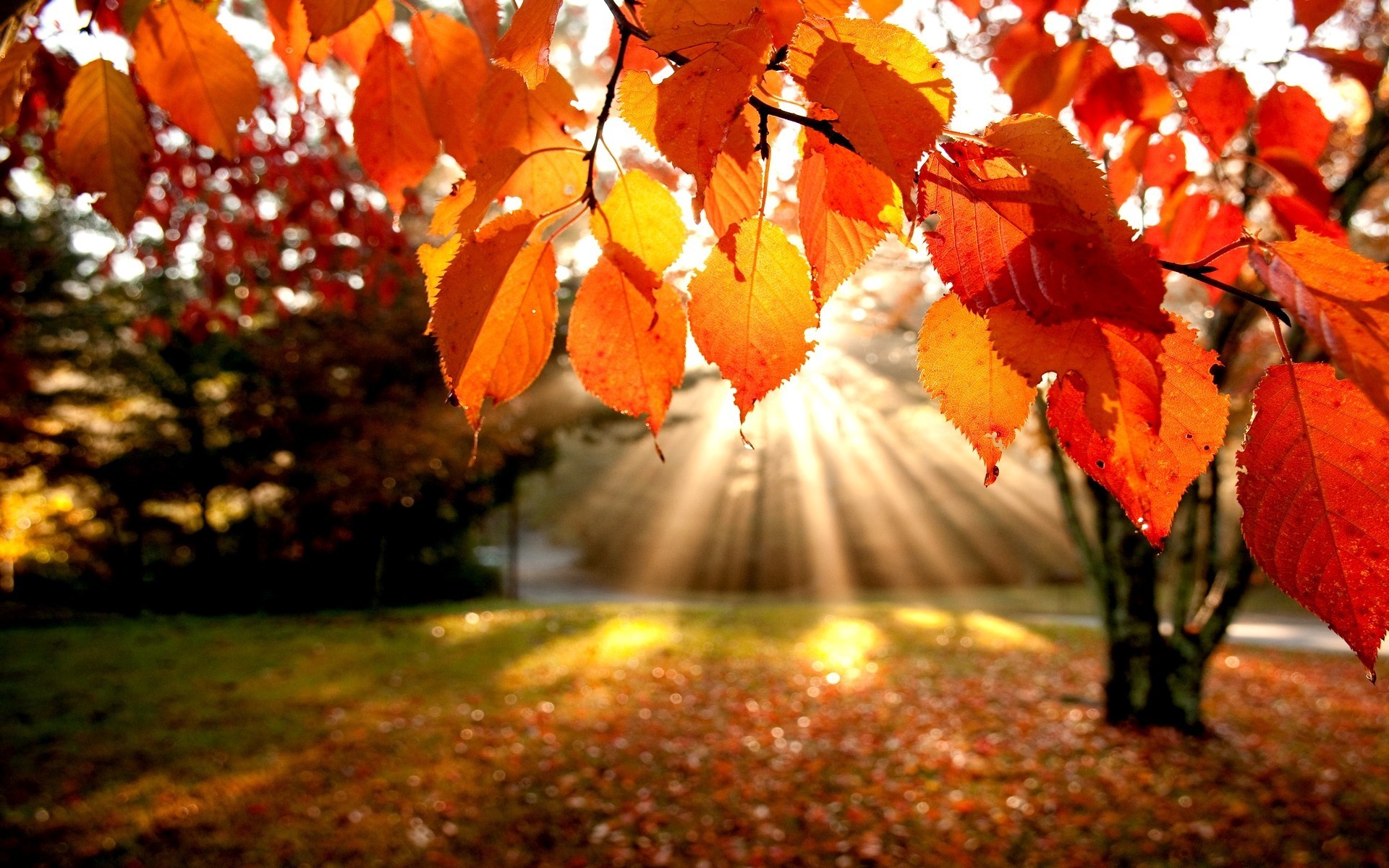 fall trees desktop background