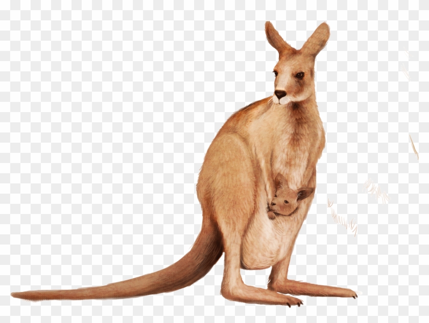 Clip Art Wallaby Animal Transprent Png Kangaroo With Transparent