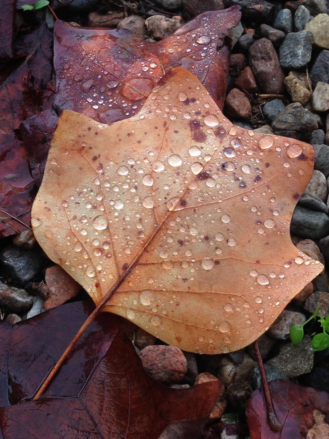 Close-up of a wet, orange-brown tulip poplar leaf resting on other leaves and pebbles