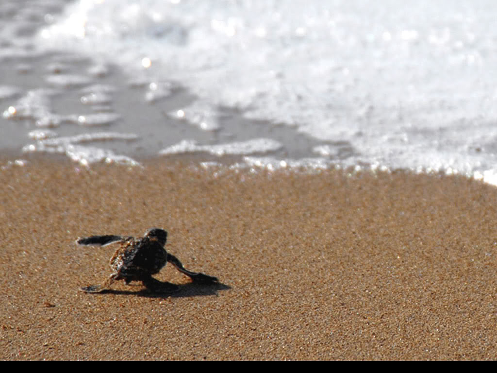 Baby Sea Turtle Desktop Background HD Chillcover