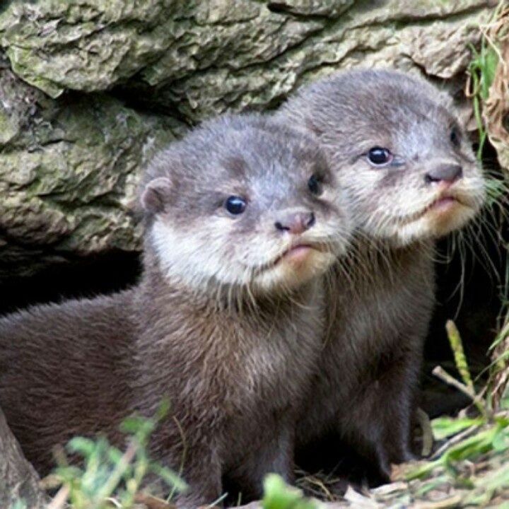 Baby Otters Oh My Goodness They Are So Cute