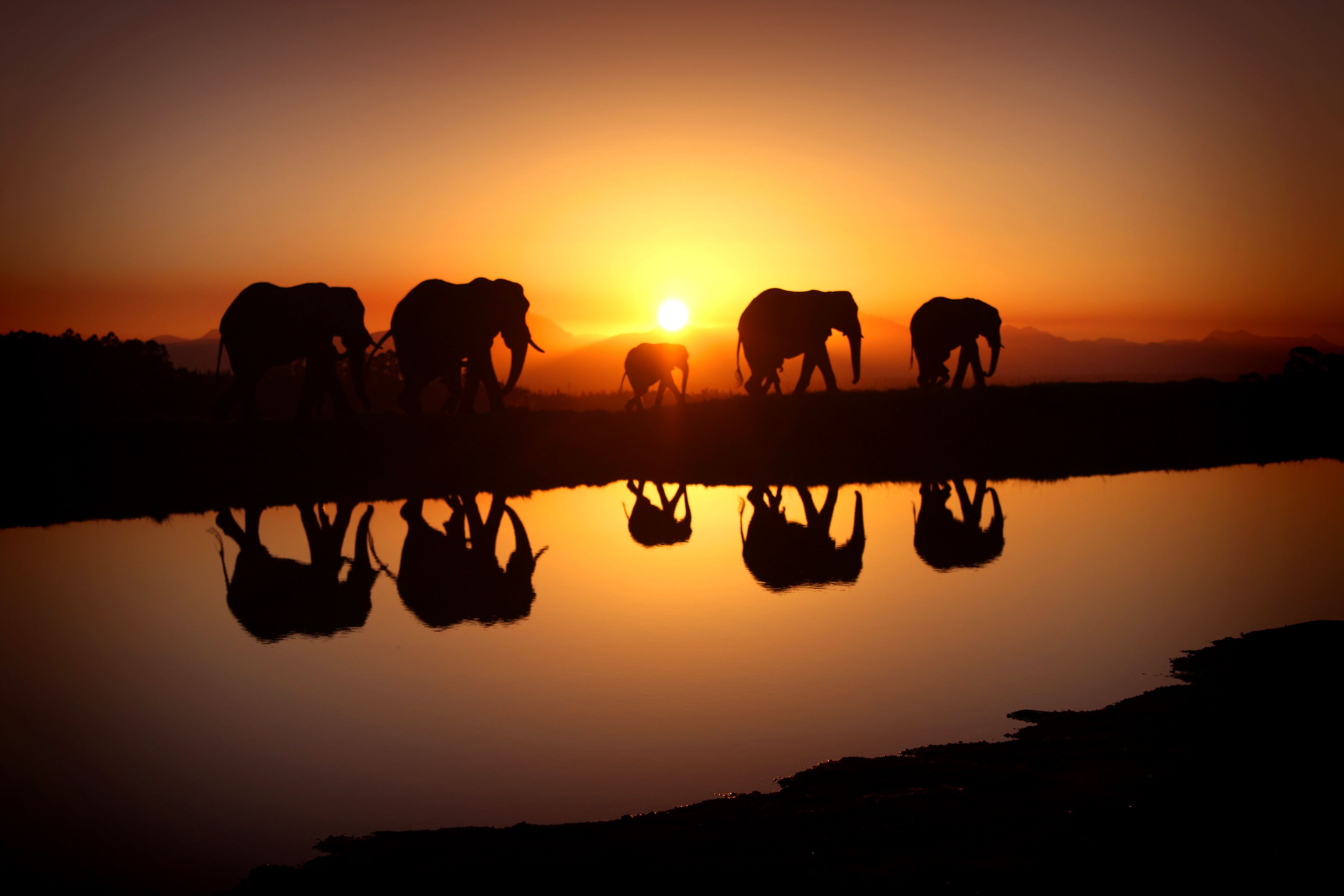 Cool Elephant Wallpaper Top Background