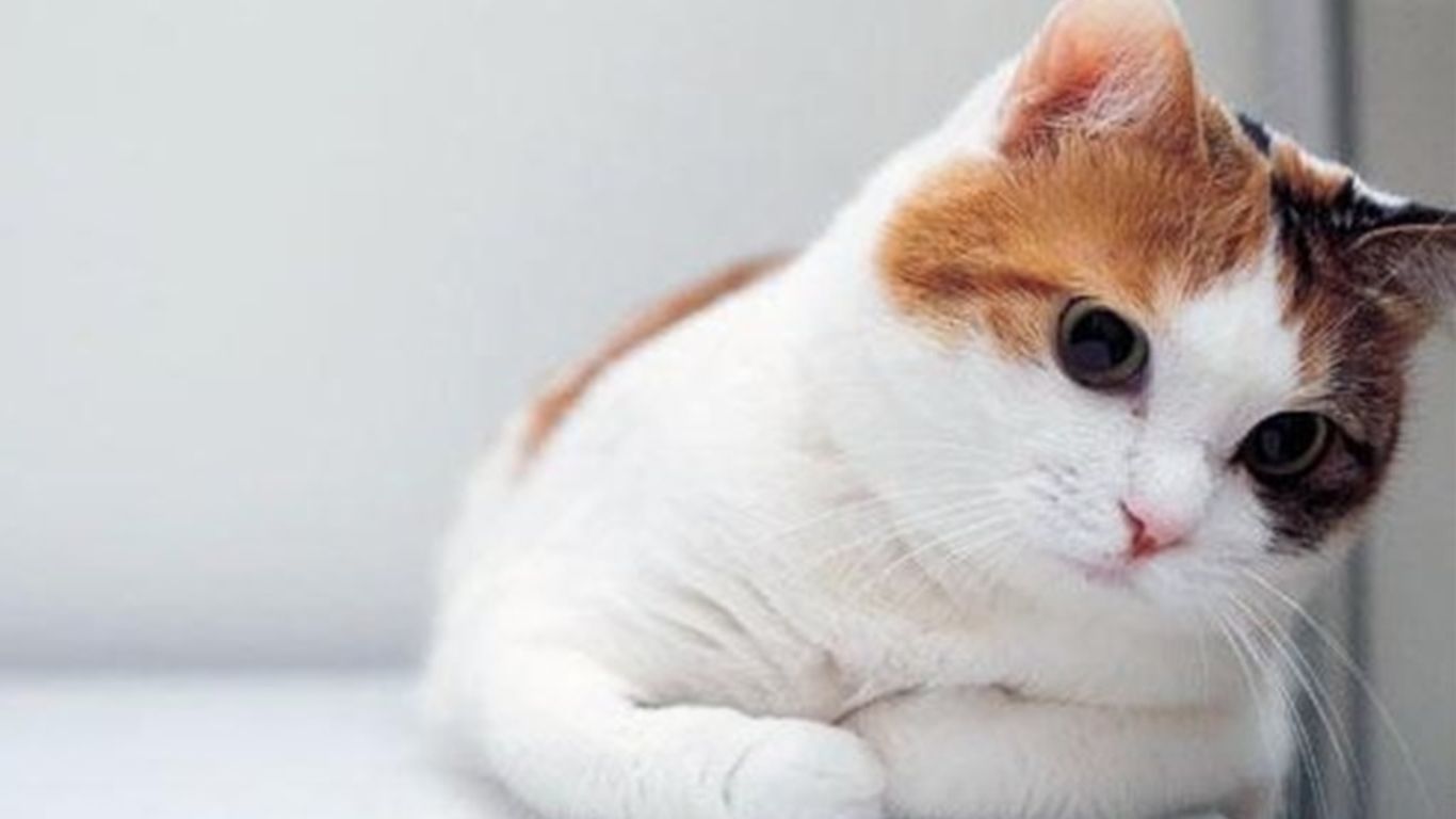 Cute Cats And Kittens Desktop Wallpaper At