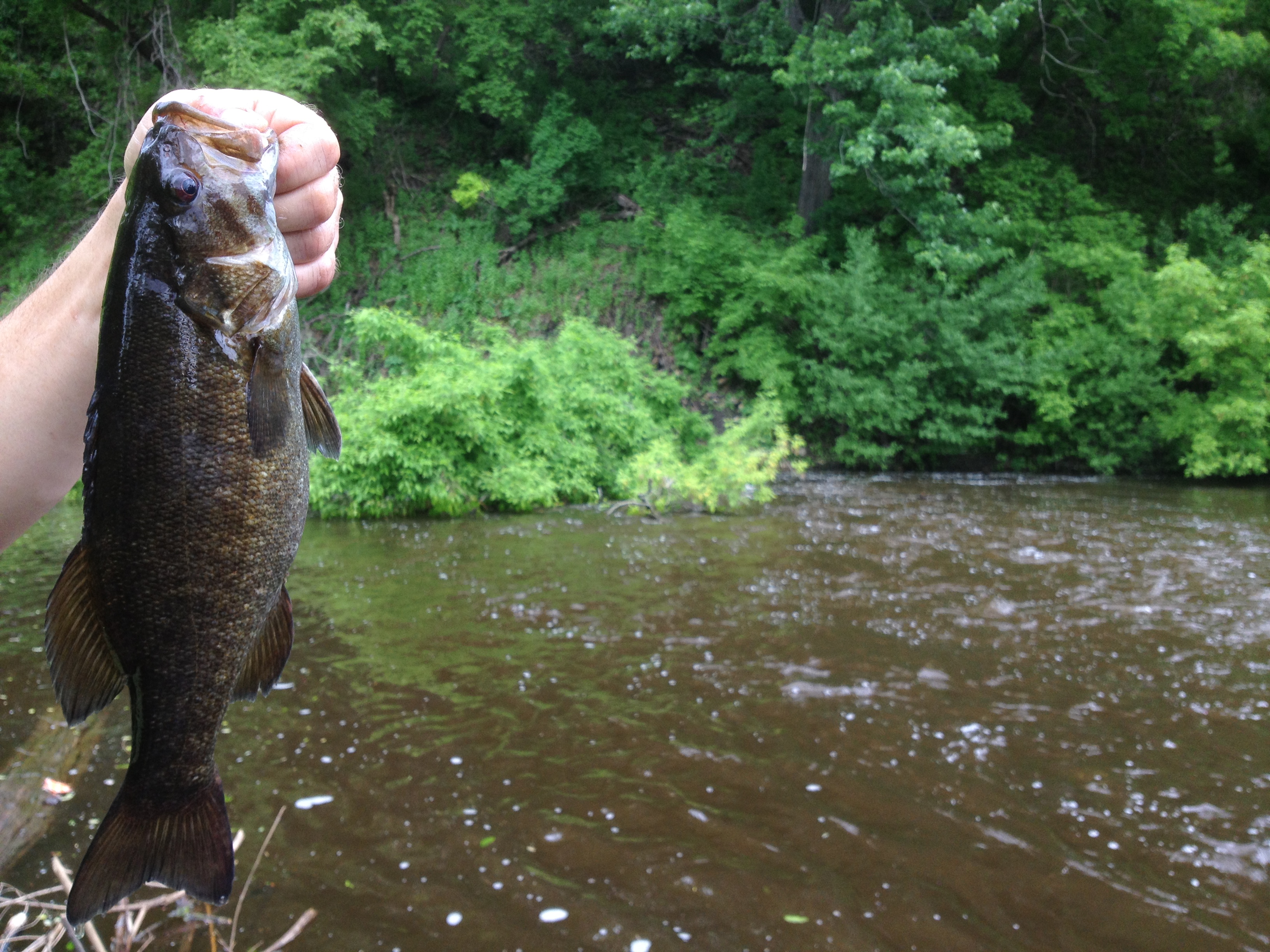 Smallmouth Bass Wallpaper Image Thecelebritypix