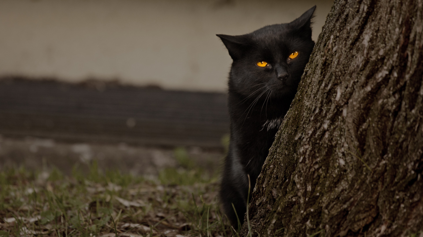 Grumpy black cat behind a tree Desktop wallpapers 1366x768