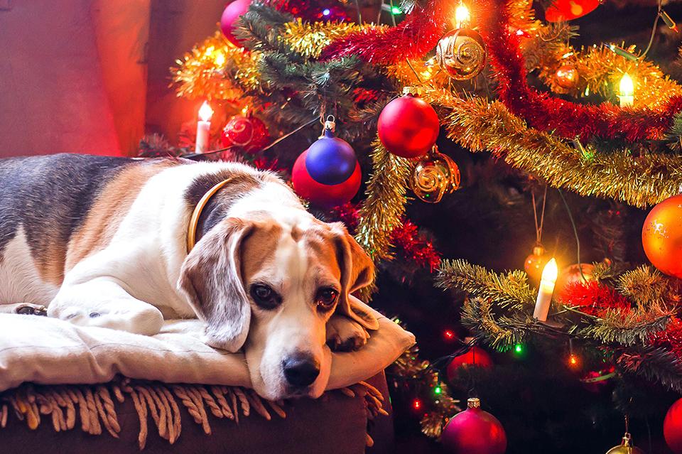 free-download-how-to-keep-your-pets-safe-during-the-holiday-season-pet