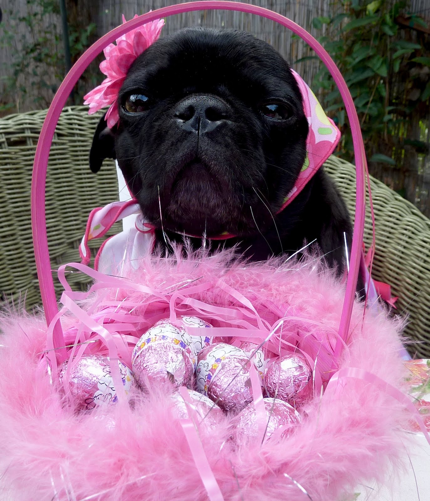 Black Easter Pug Photo And Wallpaper Beautiful