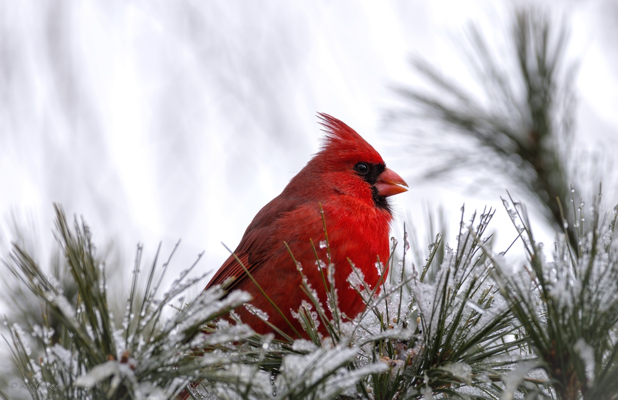 Cardinal Bird Red Snow Wallpapers Photos Pictures 2048x1327