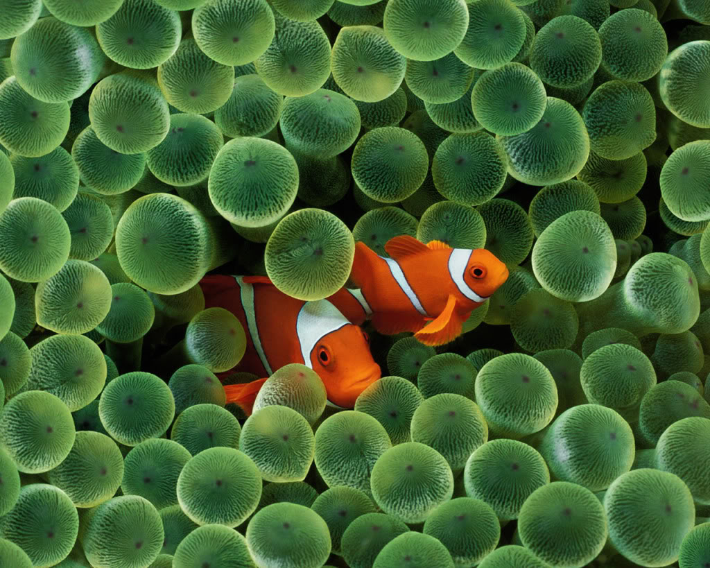 Thread Wish there was the Apple clown fish LIVE Wallpaper 1024x819