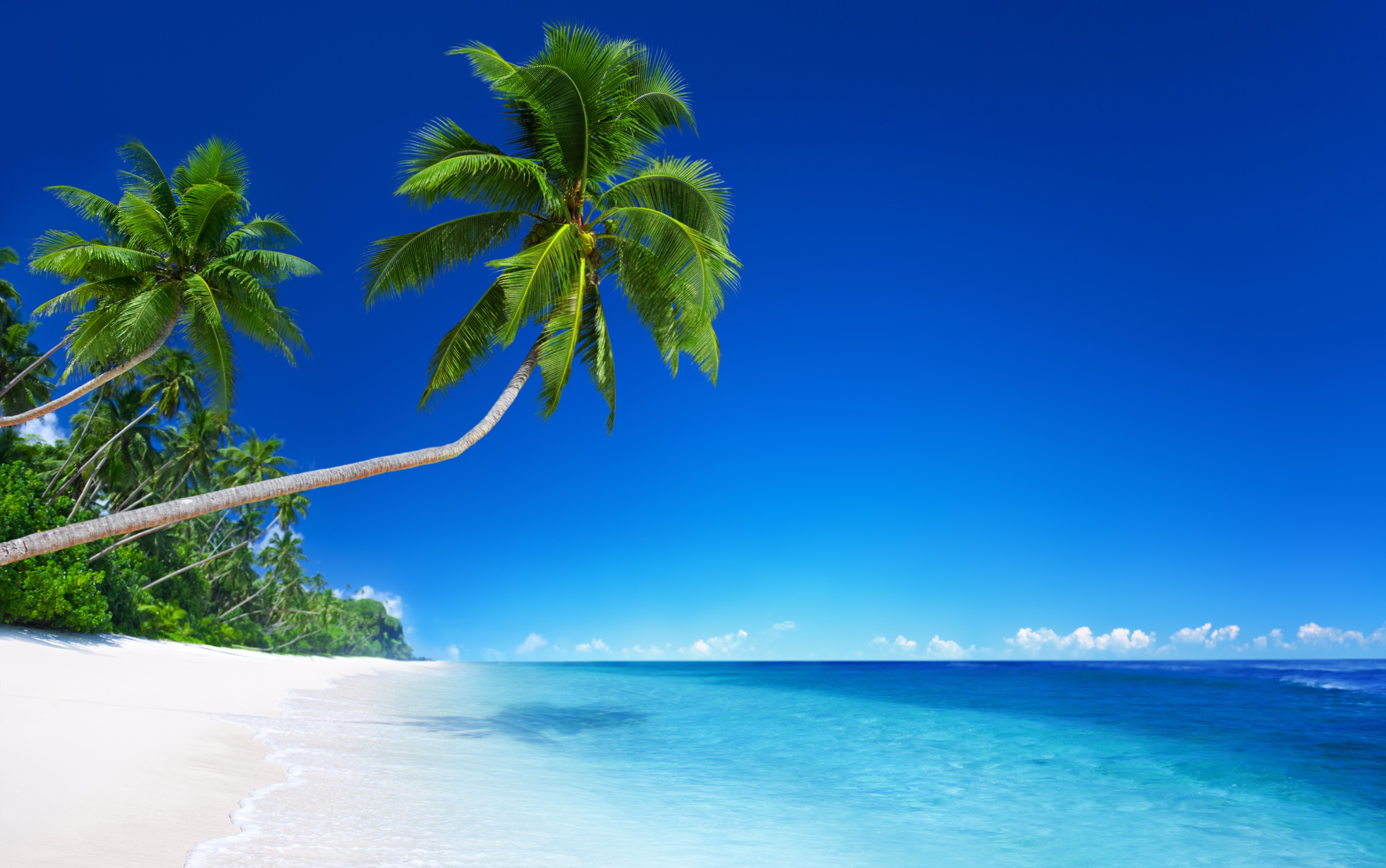 Horizon Ocean Tropical Beach Nature Palm Tree 4k Ultra HD Wallpaper