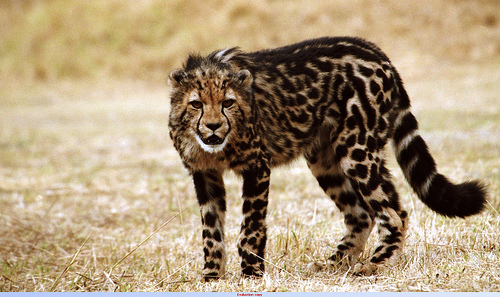 King Cheetah On