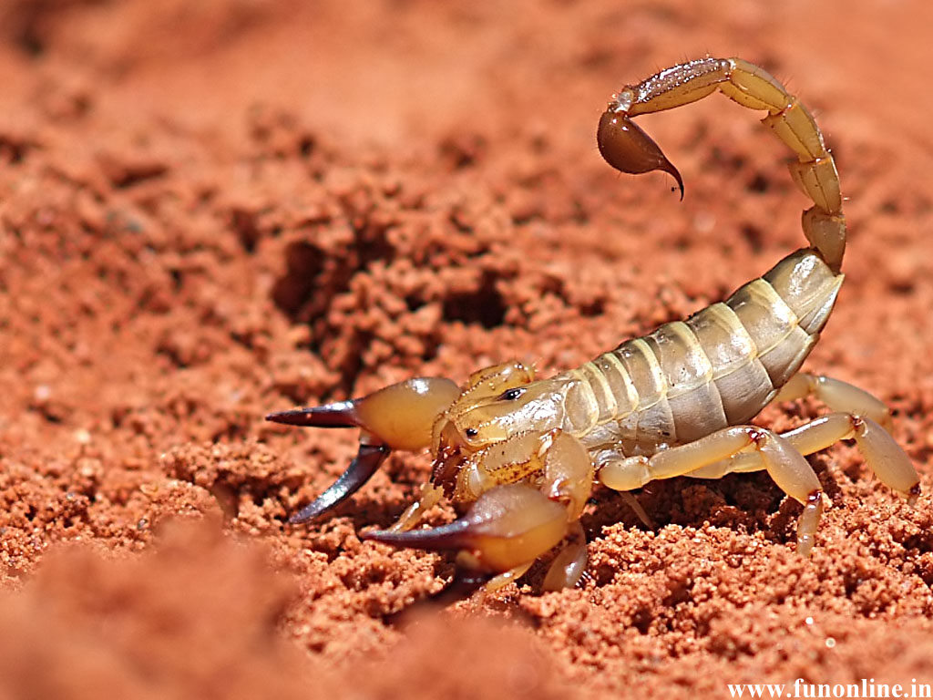 Scorpion Wallpaper Poisonous And Deadly Scorpions