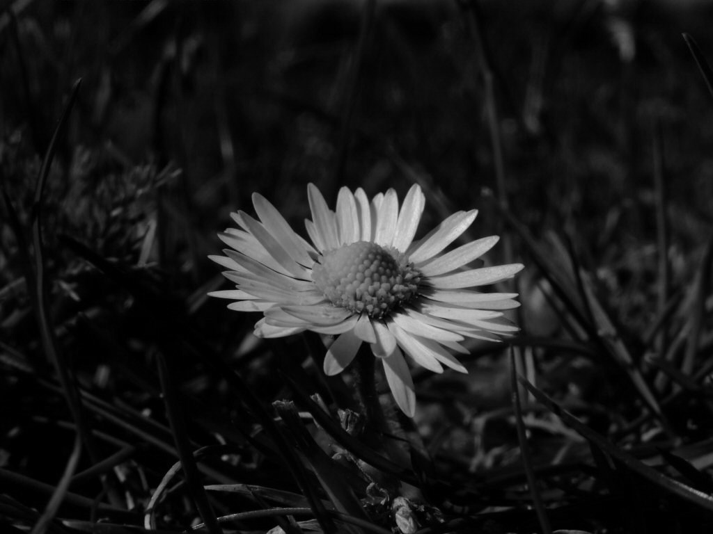Daisy Black And White 27062 Hd Wallpapers in Flowers   Imagescicom