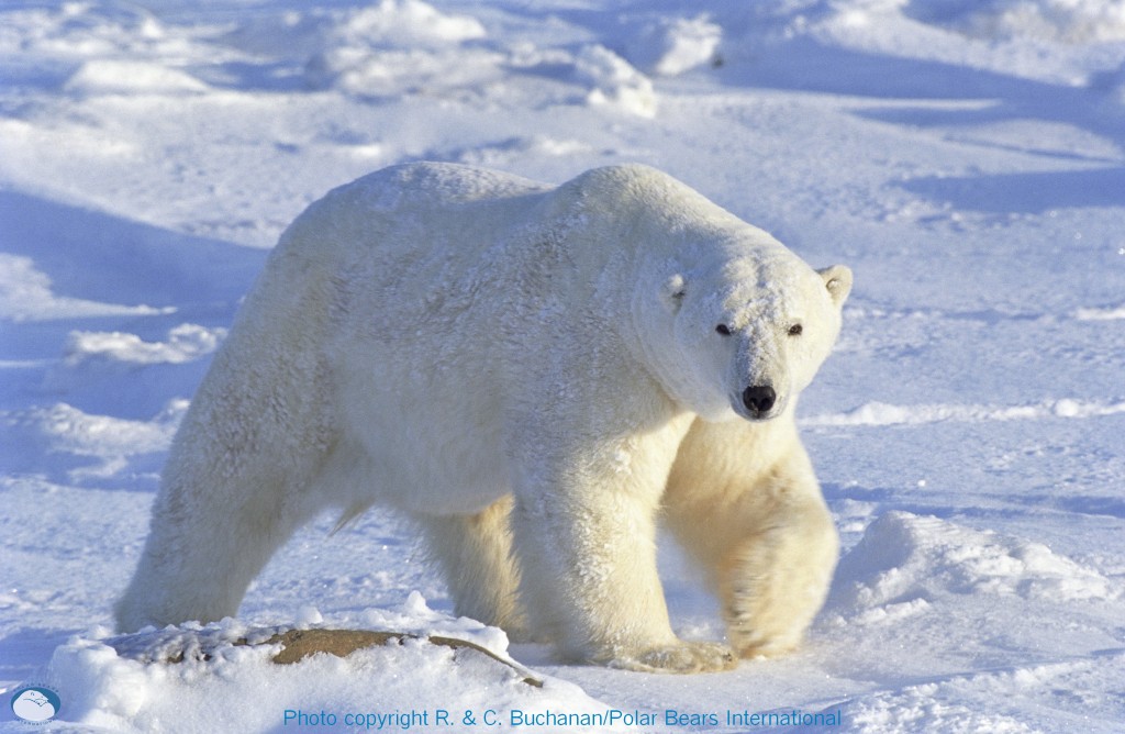 Big Polar Bears Animal Picture Photo HD Wallpaper For Pc Desktop
