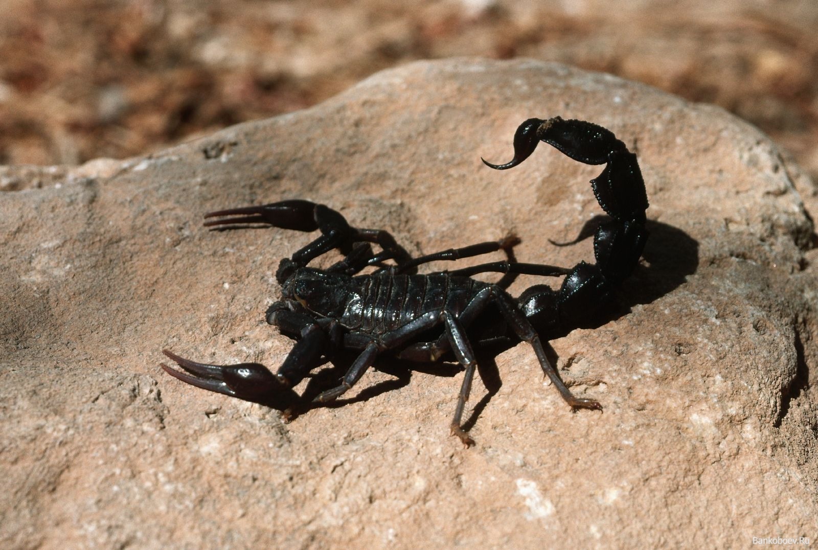 HD Wallpaper Scorpion