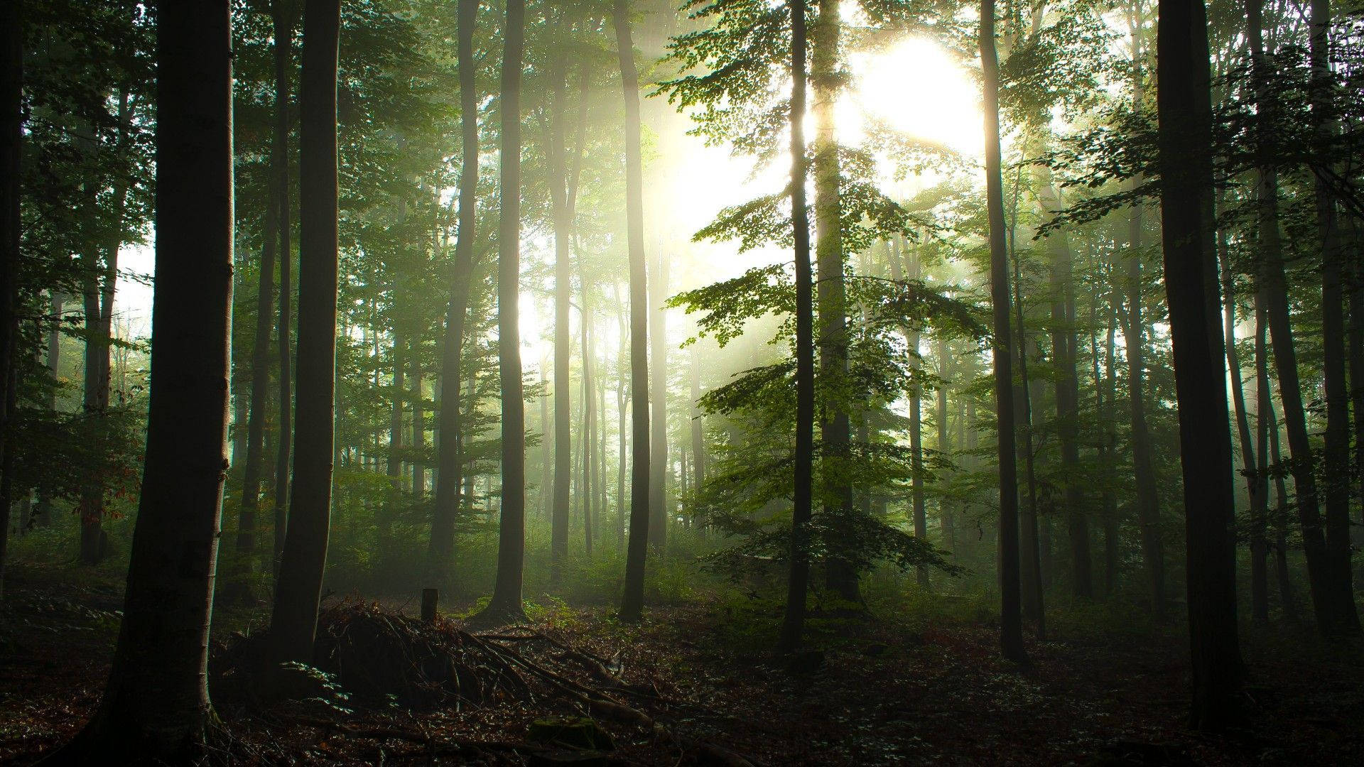 Forest Wallpaper