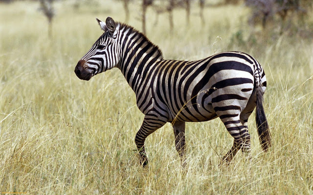 Zebra Wallpaper 3d Nature