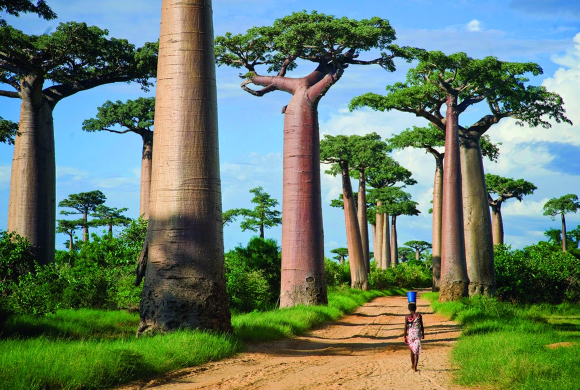 Avenue Of The Baobabs Madagascar Wallpaper And Background Image