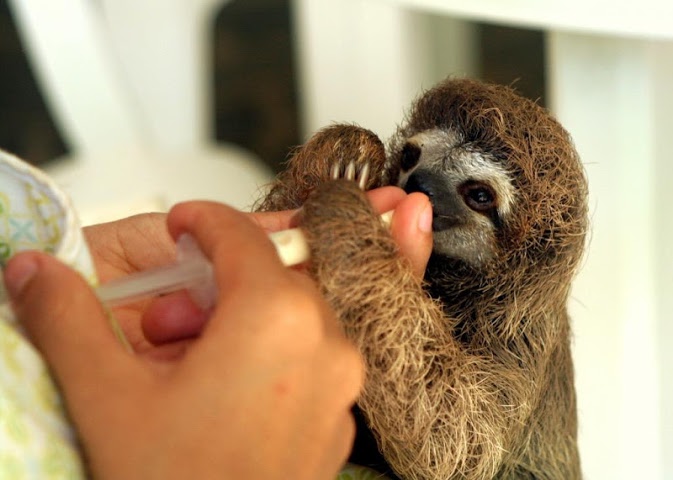 All about Baby Sloths Wallpaper Images for Android Videos
