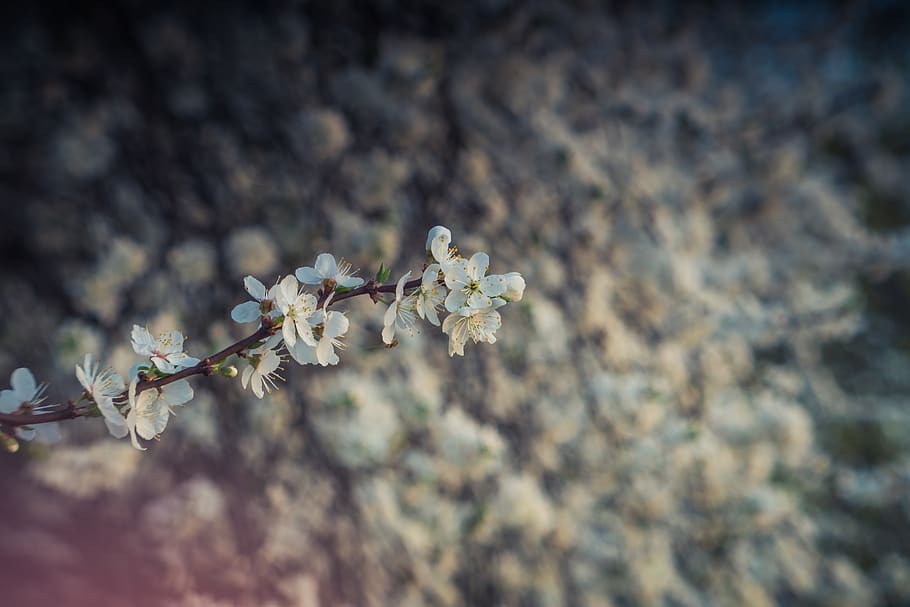 Flourishing Tree Spring Flowers White The Background Twigs