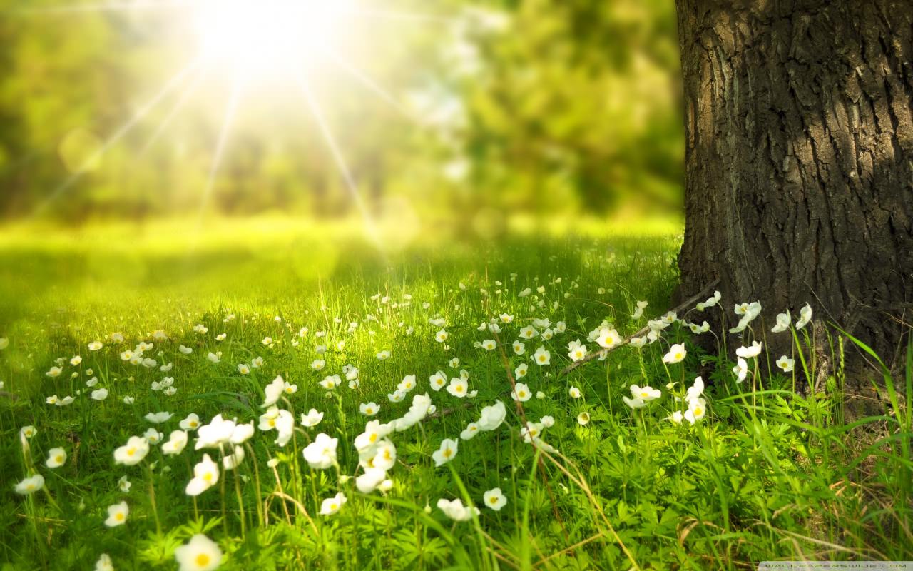 Spring Background Wallpaper Image Pictures