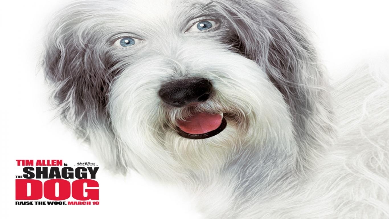 The Shaggy Dog Wallpaper Photo Shared By Nappy Fans Share Image