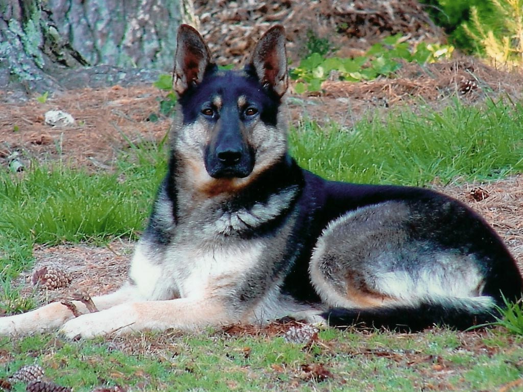 irislancery German Shepherd Dog Wallpaper