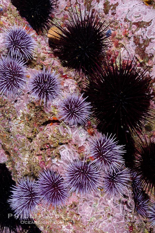 Purple Sea Urchins Are Naturally