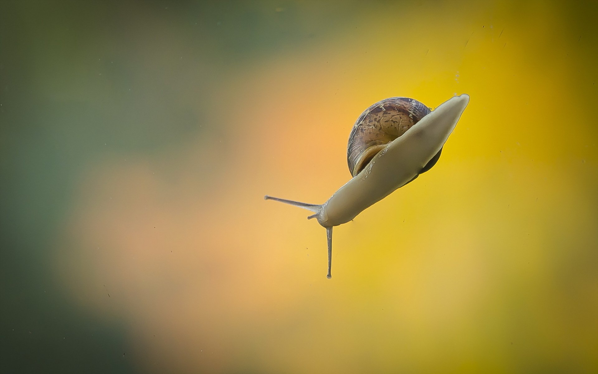 Animal Snail HD Wallpaper
