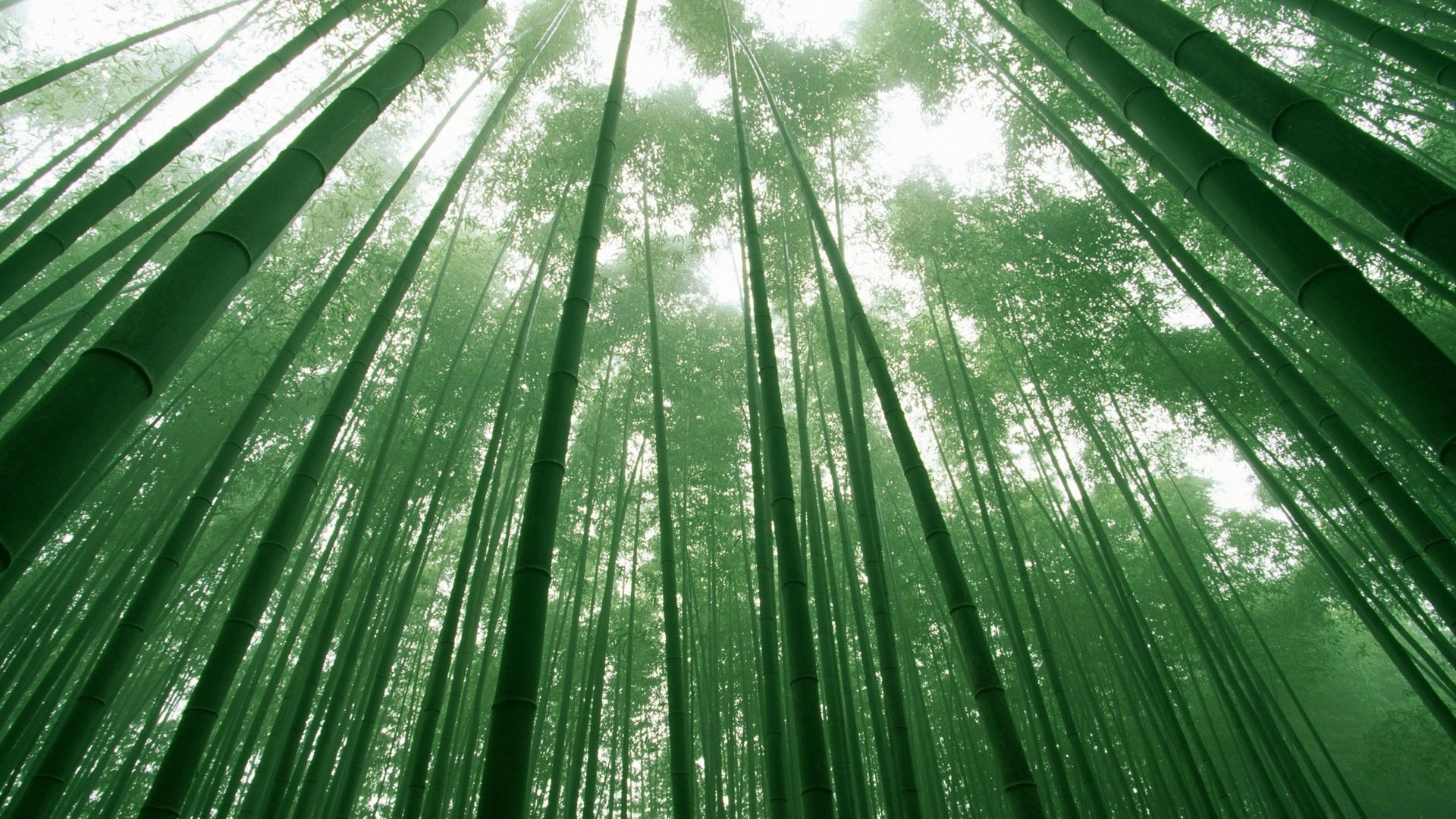 Bamboo Wallpaper HD