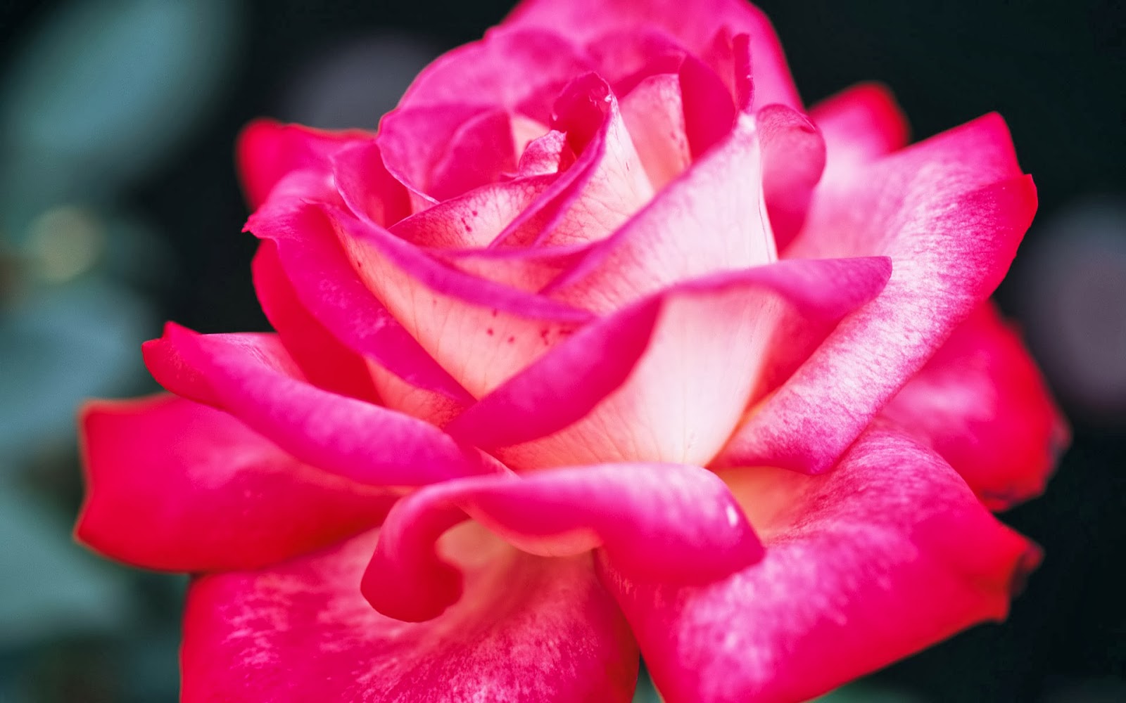 Close-up of a vibrant pink rose with white undertones, showcasing its delicate petals and gradient hues