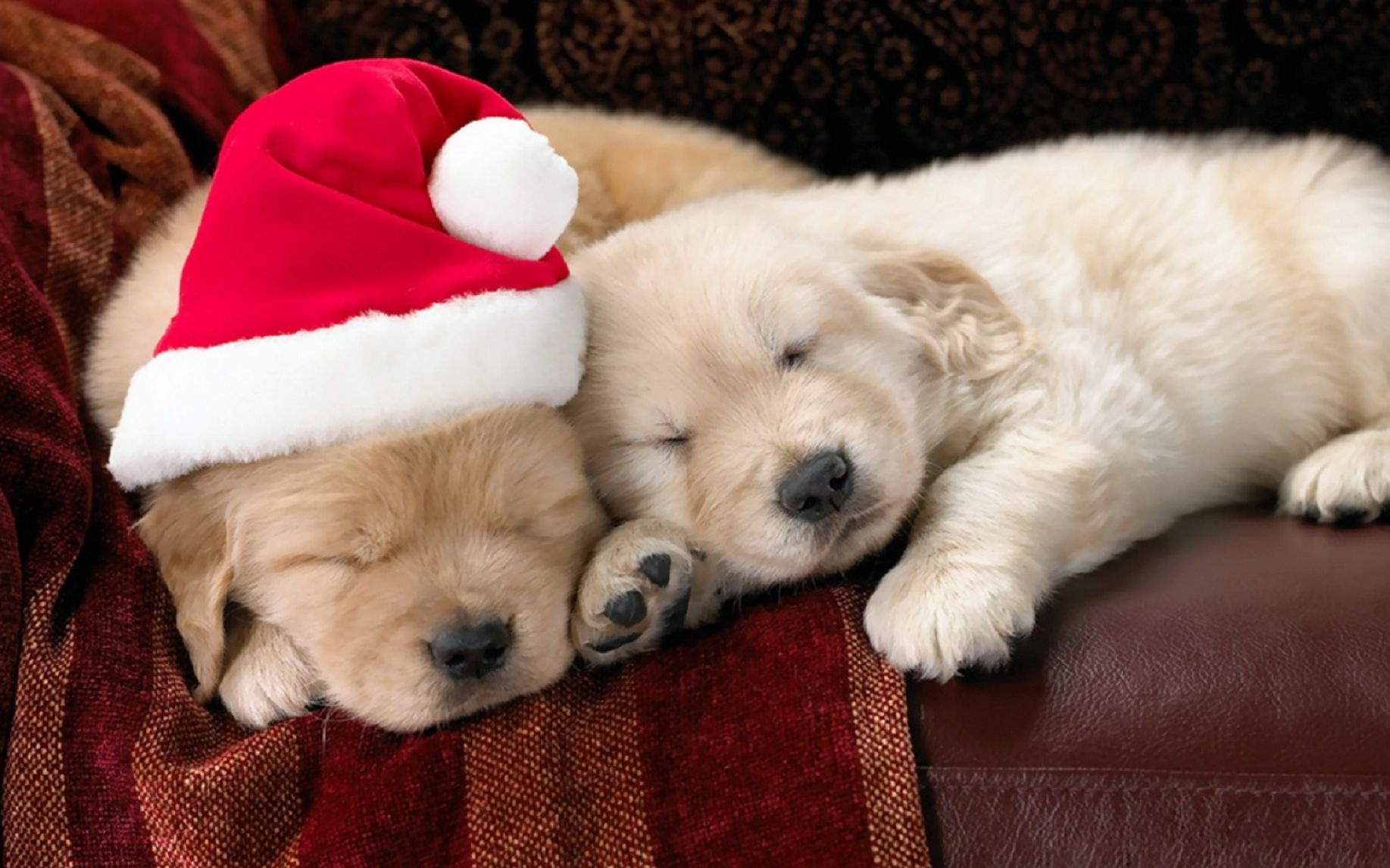 Cute Christmas Puppies Wallpaper Pictures