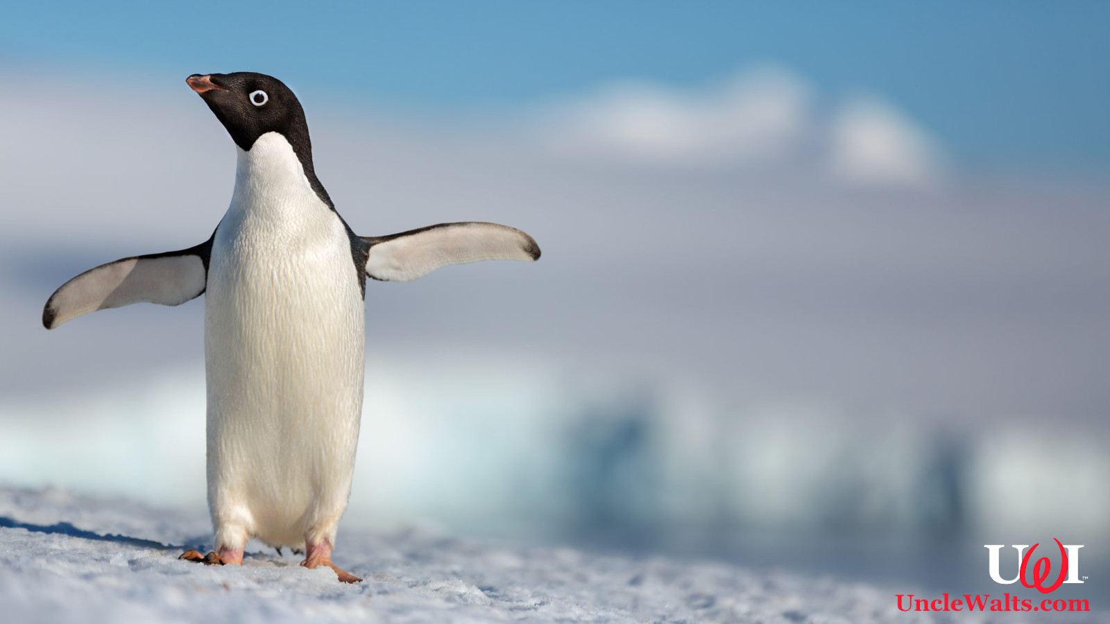 Fans React To Disneynature Penguins Trailer
