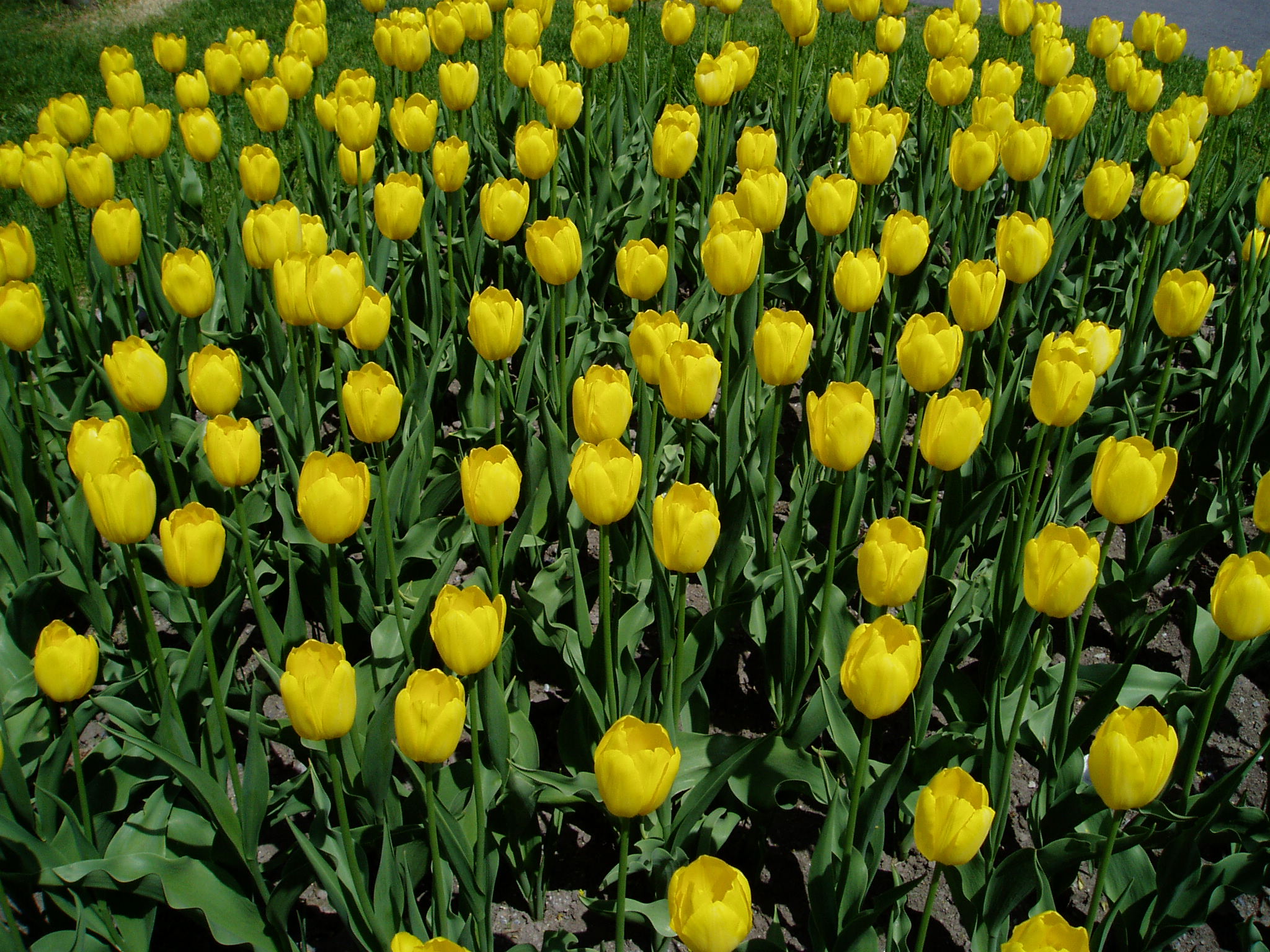 Desktop Background Yellow Tulips