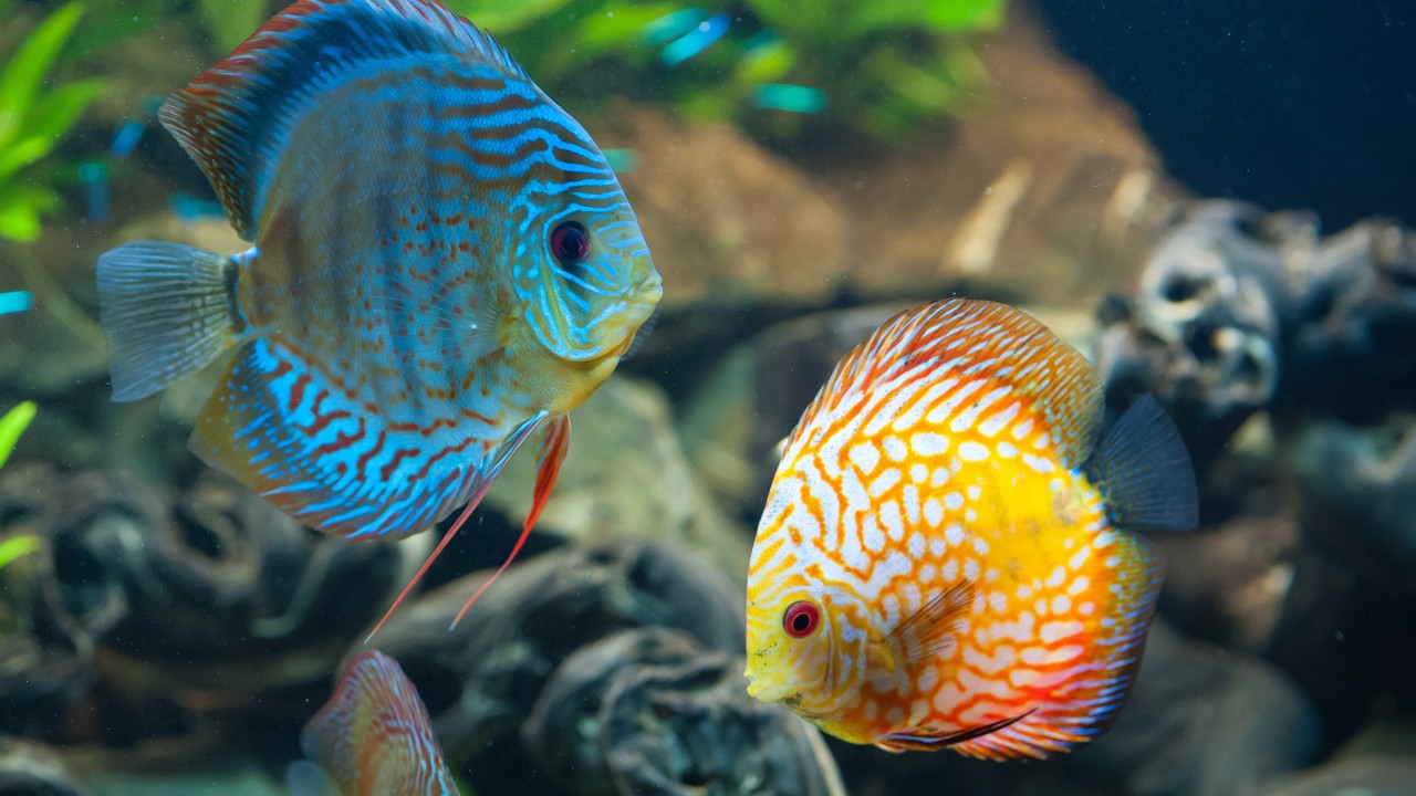 Wallpaper Discus Exotic Aquarium Fish Close Up Water Blue
