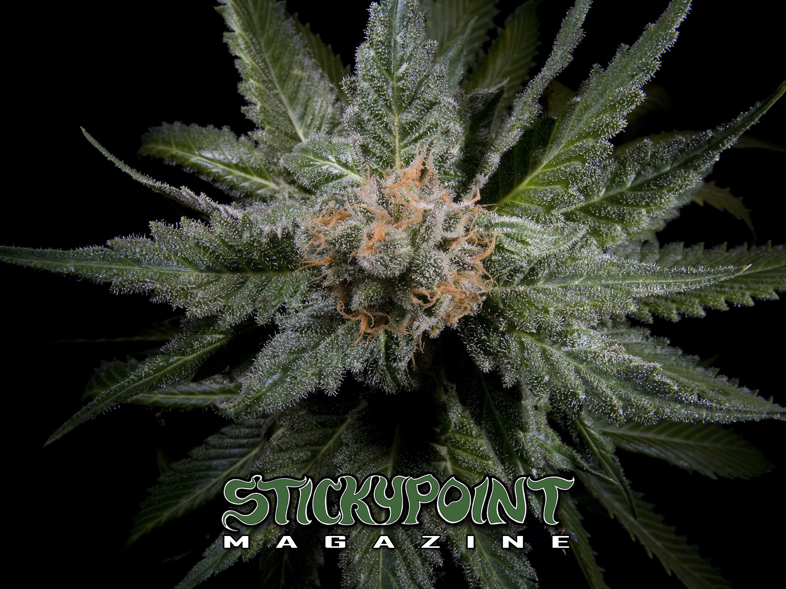 Spm Home S Cannabis Bud Shots Gallery Wallpaper