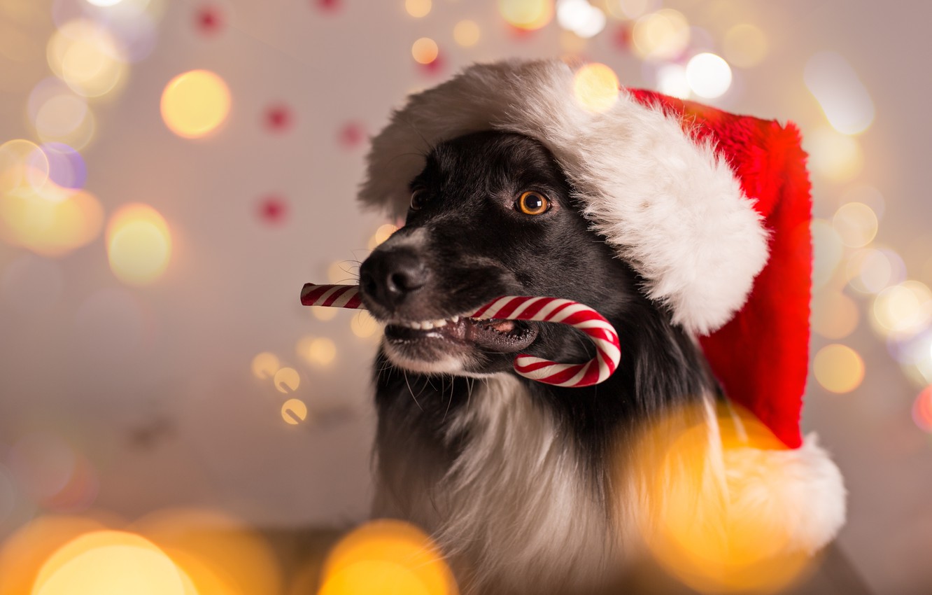 Wallpaper dog New Year Christmas Christmas dog 2018 Merry