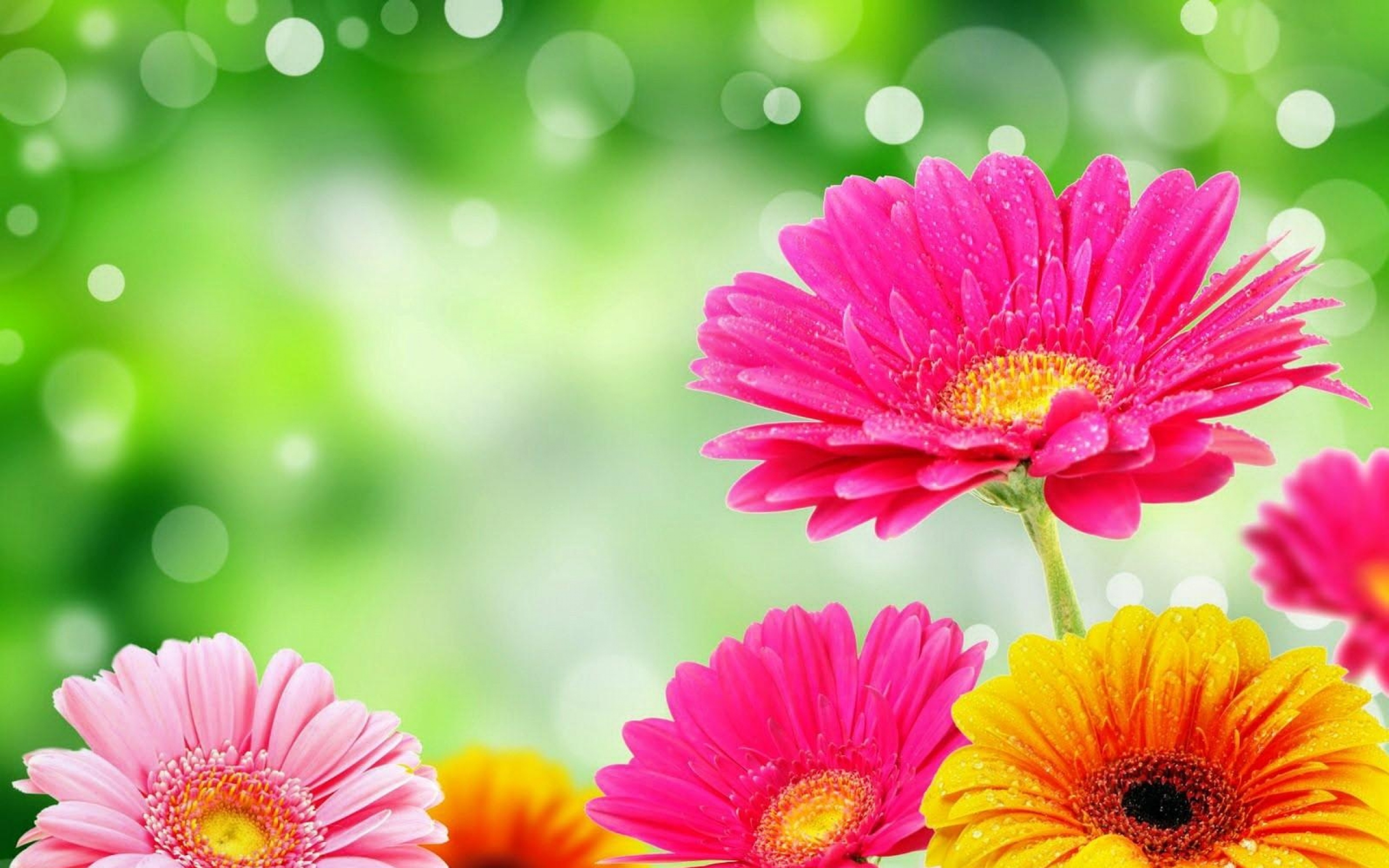 Bright Colorful Flowers HD Wallpaper Background