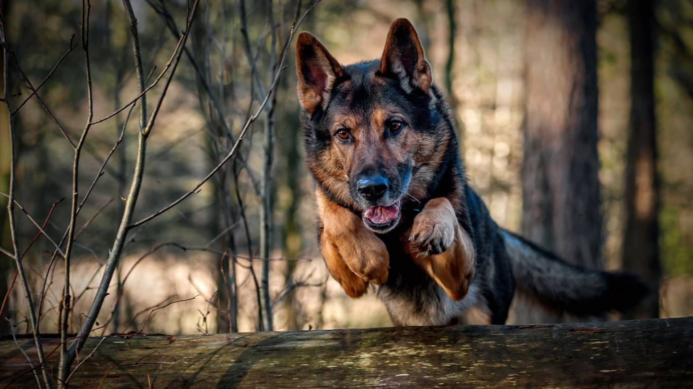 German Shepherd Police Dog Wallpaper