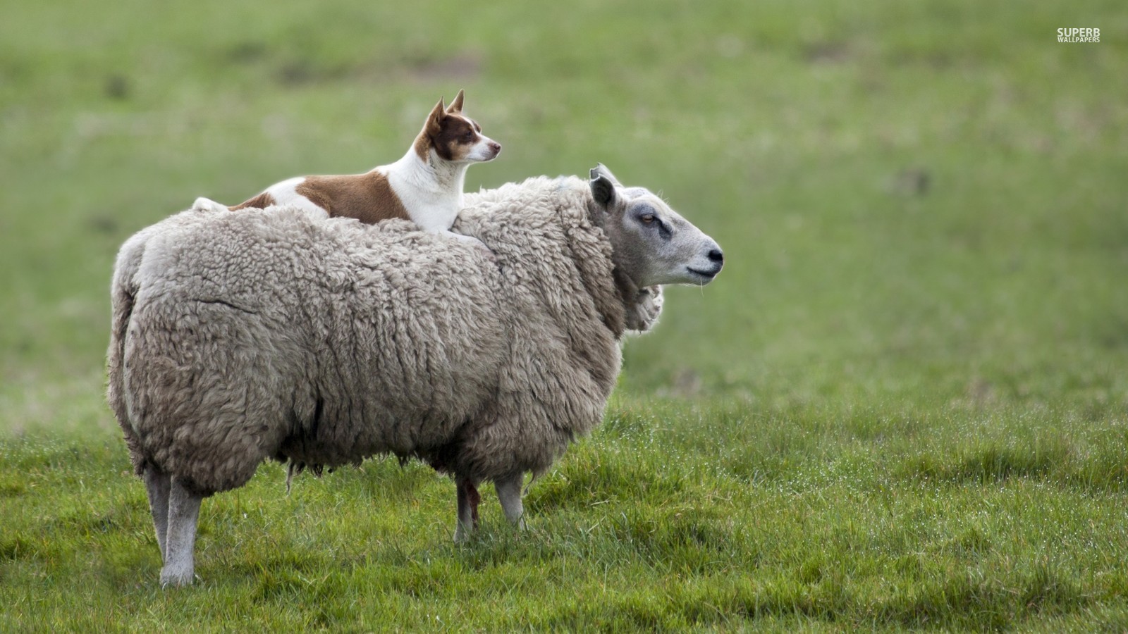 Sheep Image Dog And HD Wallpaper Background Photos
