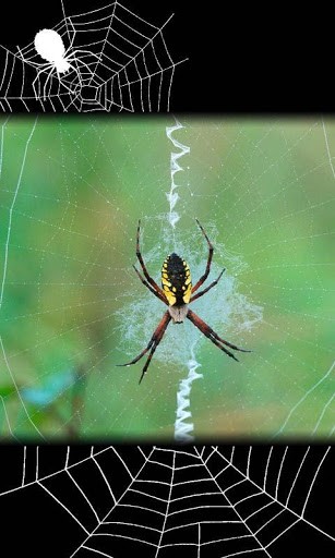 Spider Predator Live Wallpaper Have Realistic HD Photo