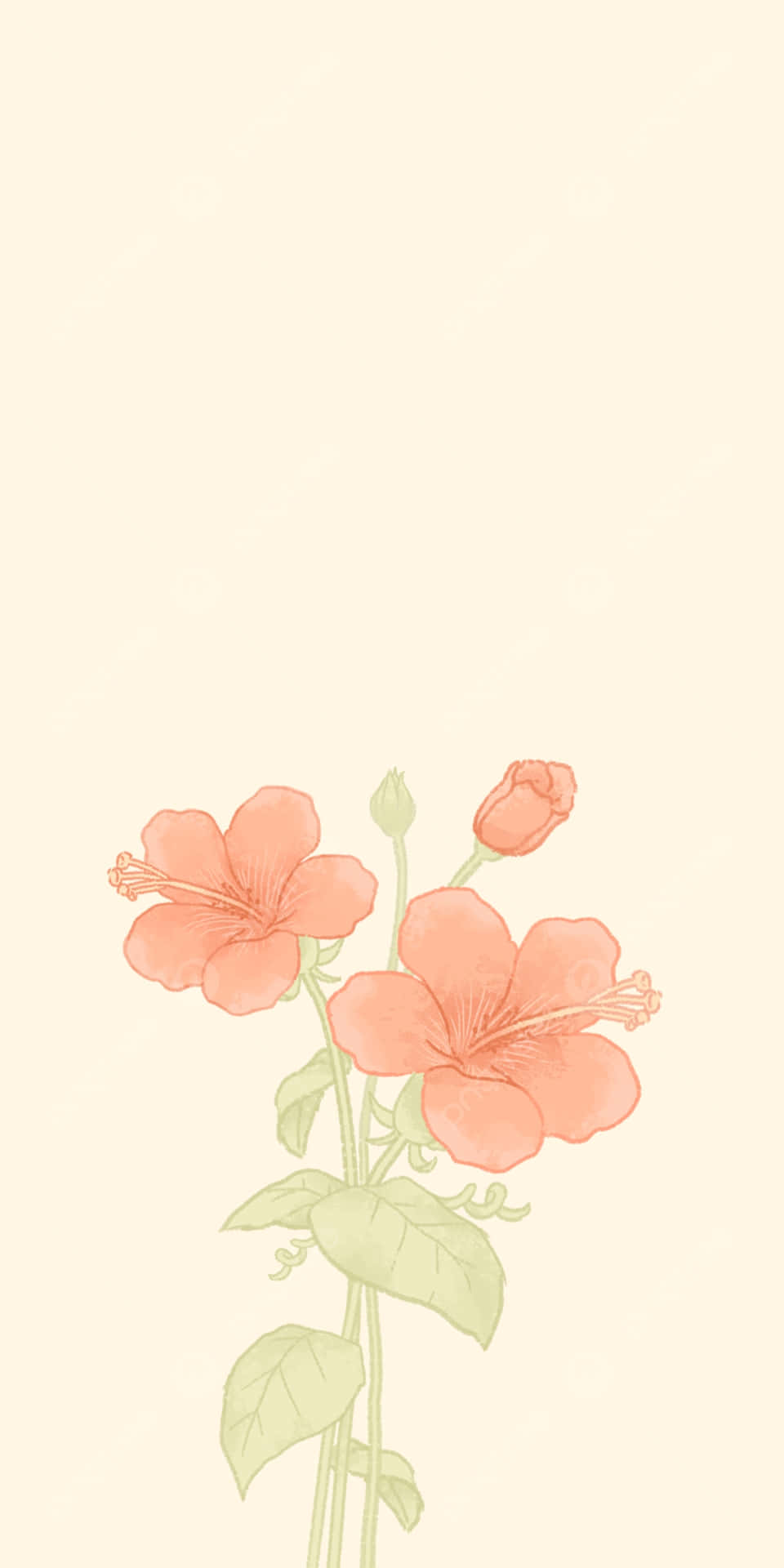 Hibiscus Aesthetic Wallpaper