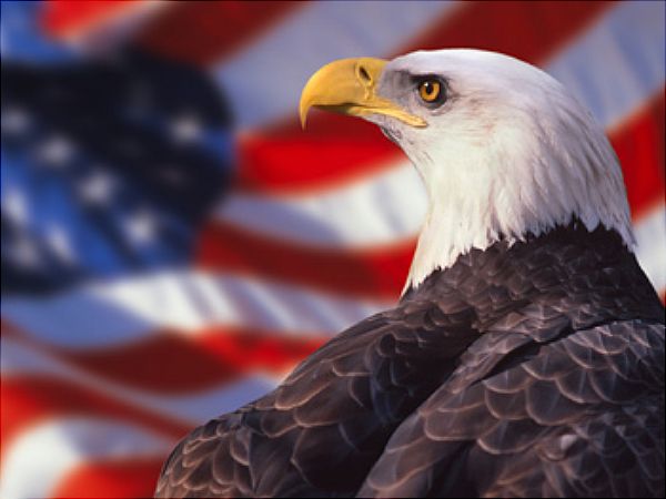 Go Back Gallery For American Pride Eagle Wallpaper