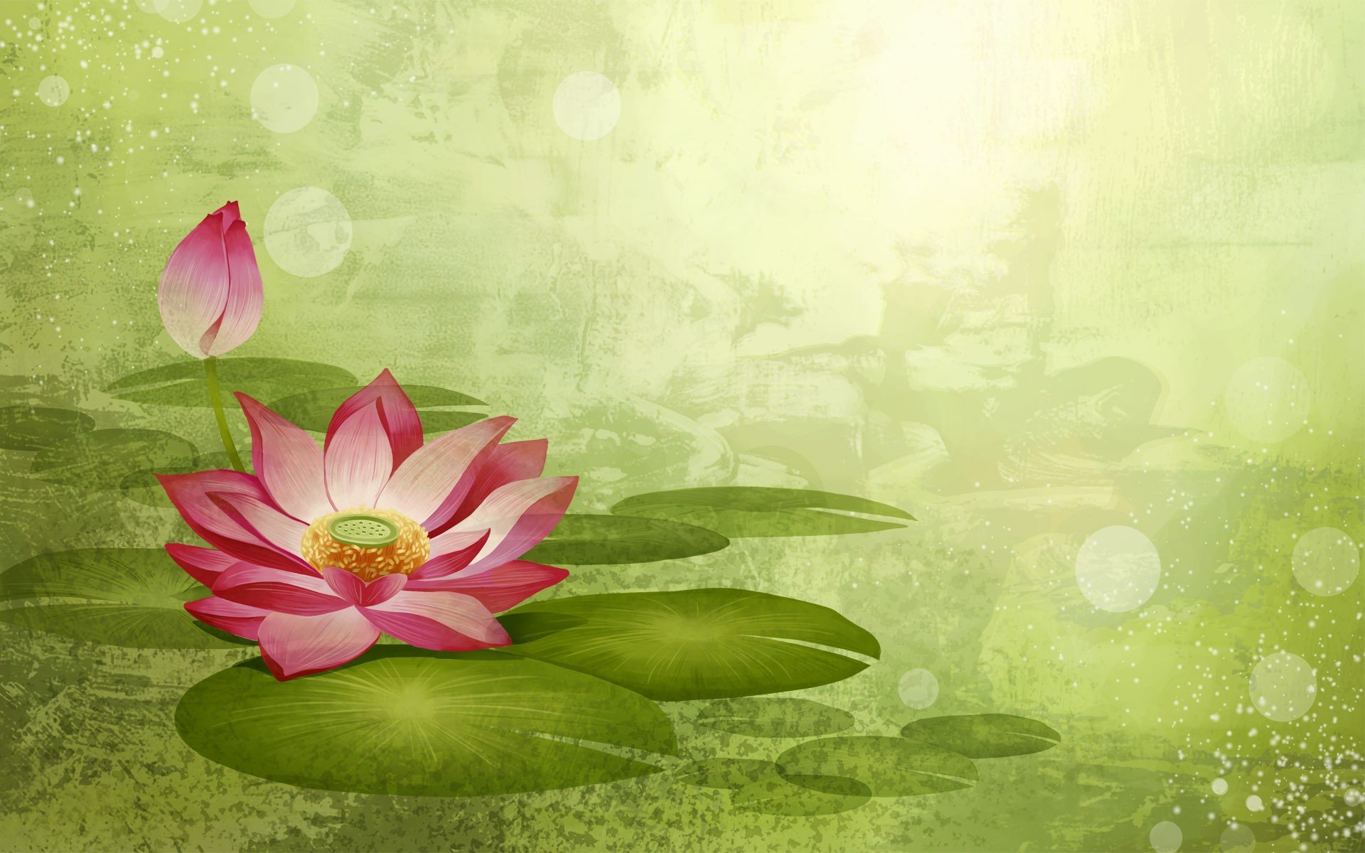 Water lily Widescreen Wallpaper   4558