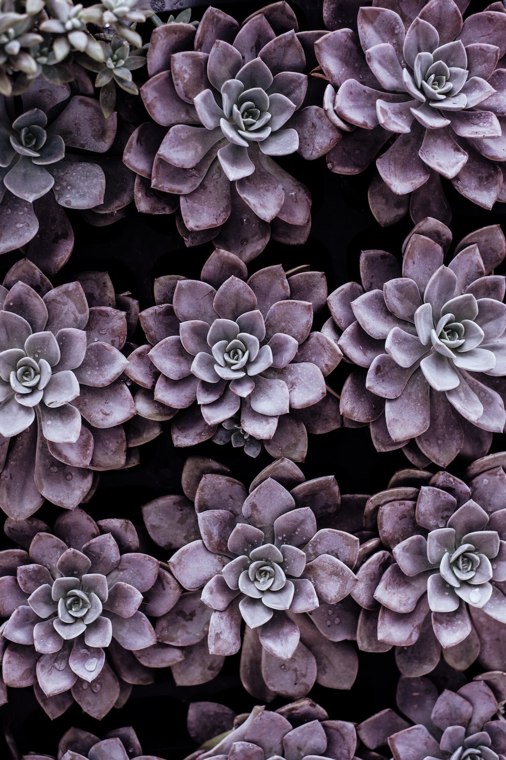 purple succulent plants photo Free Plant Image on