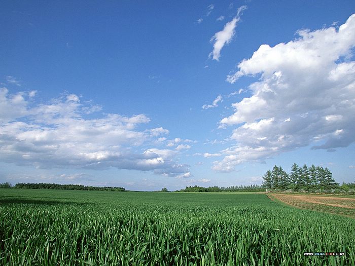 Country Field Under Blue Sky Wallpaper Of Vast