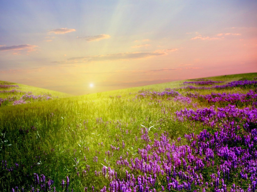 1024x768 Lavender Field Sunlight Sky desktop PC and Mac wallpaper